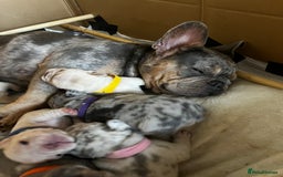 French Bulldog dogs for sale: Accepting Reservations 4 Girls,2 Boys Available  - Image 15