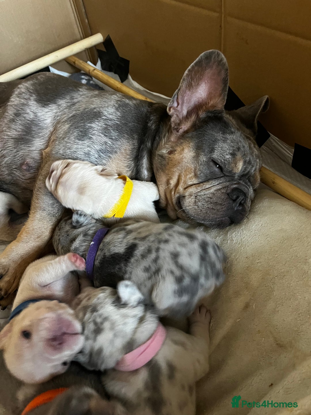 French Bulldog dogs for sale: Accepting Reservations 4 Girls,2 Boys Available  - Image 15