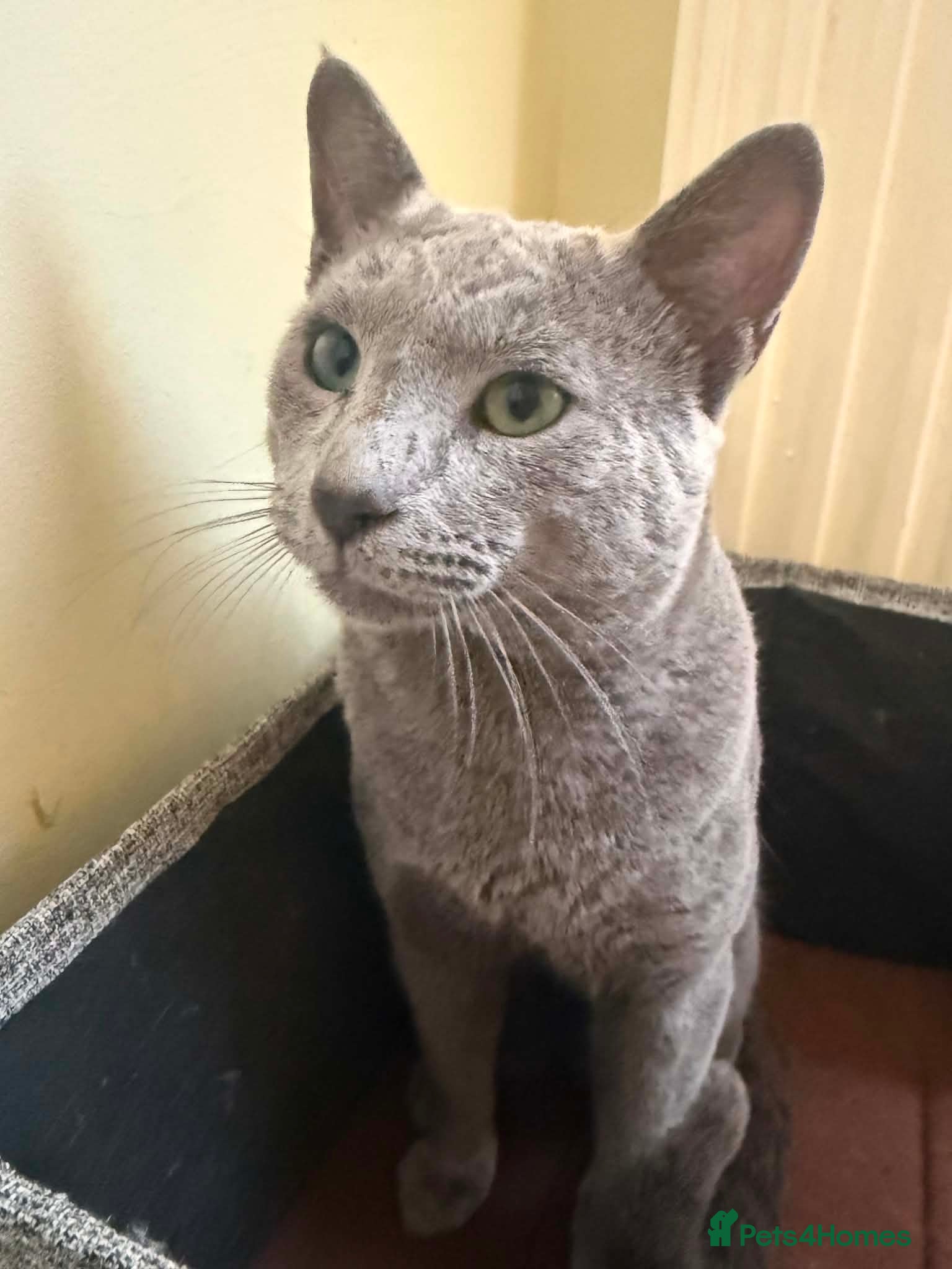 Russian Blue cats Beautiful Russian Blue Boy – Potential Stud Boy - Advert 5