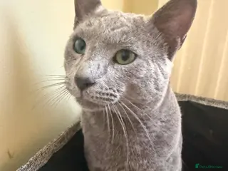 Russian Blue cats Beautiful Russian Blue Boy – Potential Stud Boy - Advert 6
