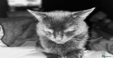 Bombay cats - Advert 4