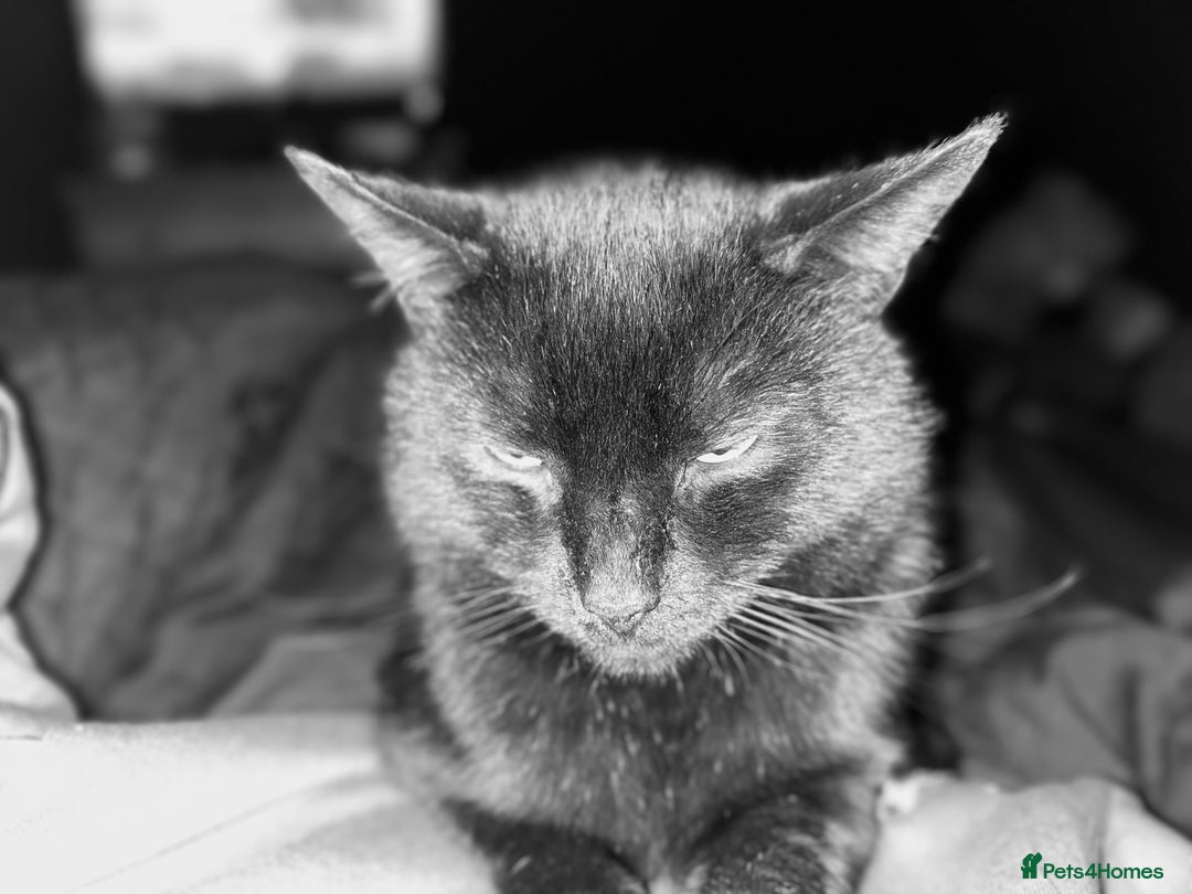 Bombay cats for sale: Black male cat - Image 2