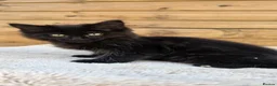 Maine Coon cats for sale: Maine Coon x Ragdoll x Persian  - Advert 19