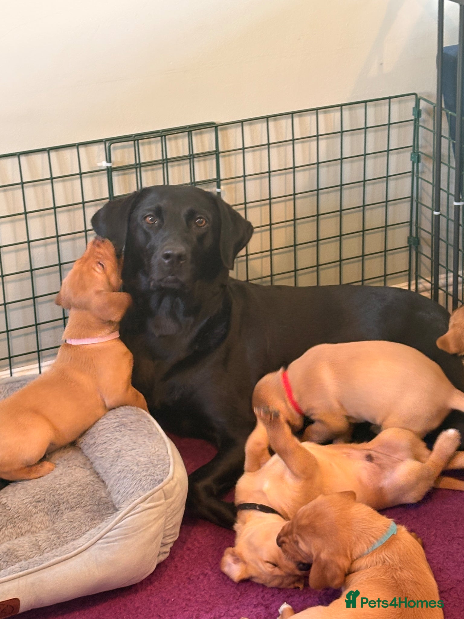 Labrador Retriever dogs Stunning KC registered working lab puppies  - Advert 1