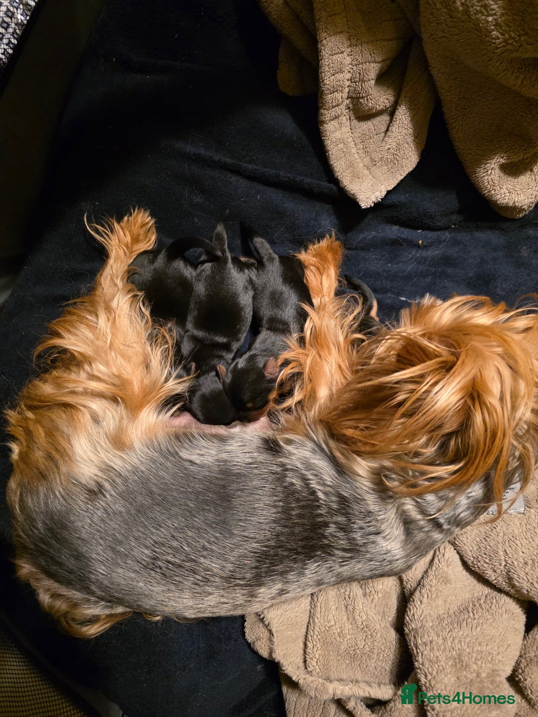 Yorkshire Terrier dogs for sale: 🌸 🐶Adorable Puppies Looking for Homes 🌸 - Image 6