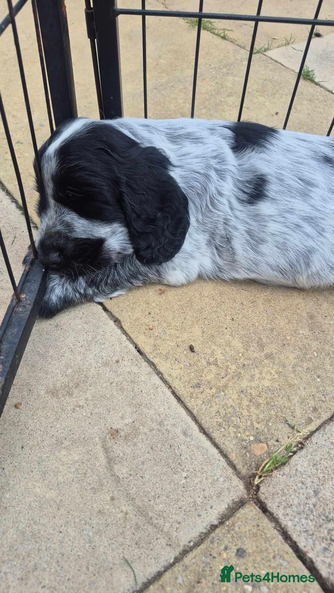 Cocker Spaniel dogs Kc registered showtype cocker spaniel puppies - Advert 3