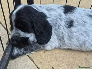 Cocker Spaniel dogs Kc registered showtype cocker spaniel puppies - Advert 3