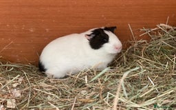 Guinea Pig rodents for sale: Beautiful mix of female Guineapigs  - Image 3