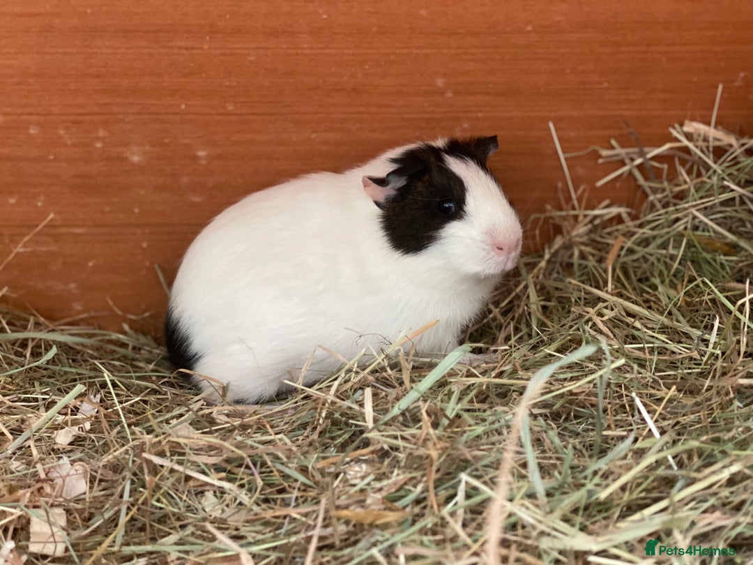 Guinea Pig rodents for sale: Beautiful mix of female Guineapigs  - Image 3
