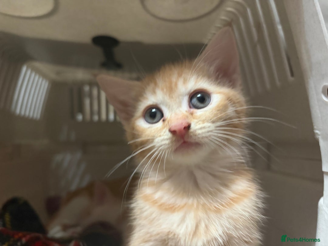 Mixed Breed cats for sale: 3 ginger and white kittens  - Advert 6