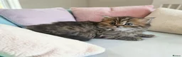 Scottish Fold cats for sale: Adorable Scottish Fold Straight Ear Tabby Kittens  - Advert 31