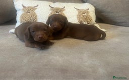 Miniature Dachshund dogs for sale: Miniature dachshund puppies - Advert 3