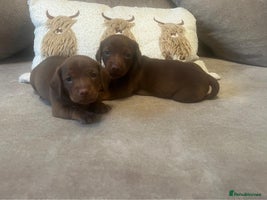 Miniature Dachshund dogs Miniature dachshund puppies - Advert 4