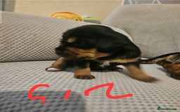 Mixed Breed dogs for sale: Beautiful dachshund/jug x terrier - Image 33