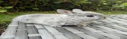 Netherland Dwarf rabbits for sale: Purebred Netherland Dwarf - Advert 7