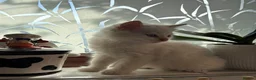 Mixed Breed cats for sale: TWO beautiful half-breed Ragdoll boy kittens. - Advert 12