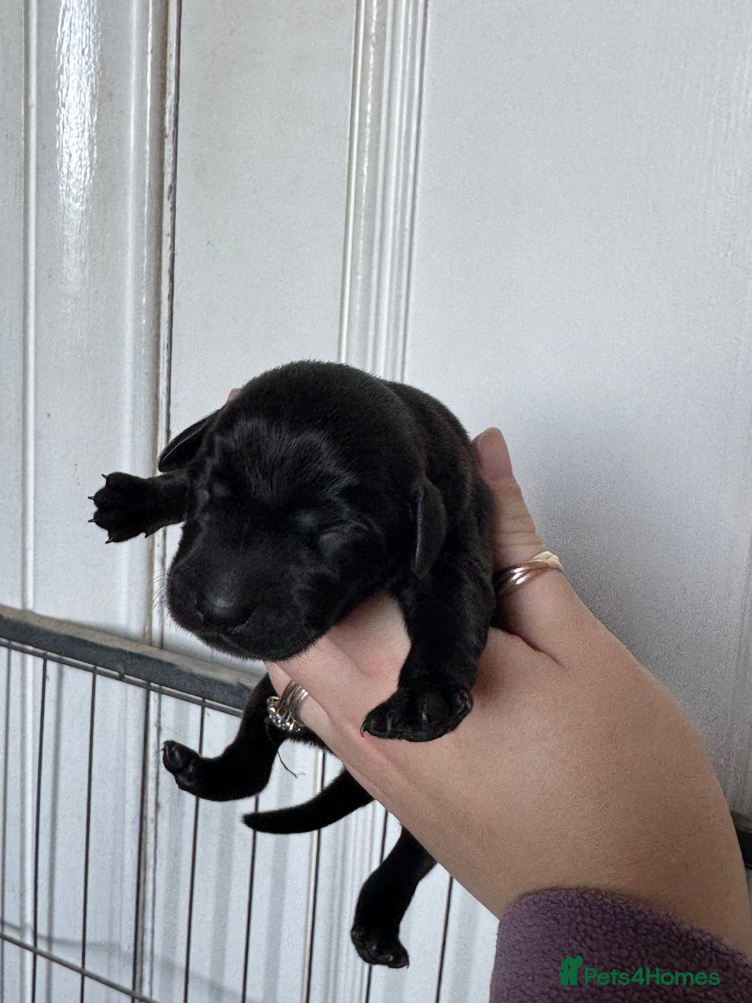 Labrador Retriever dogs for sale: Labrador pups from great working lines  - Advert 3
