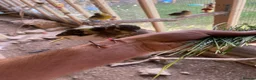 Canaries birds for sale: Beautiful Canaries Looking For A New Home in Ipswich - Advert 1