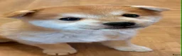 Japanese Shiba Inu dogs for sale: Japanese shiba inu puppies  - Advert 11