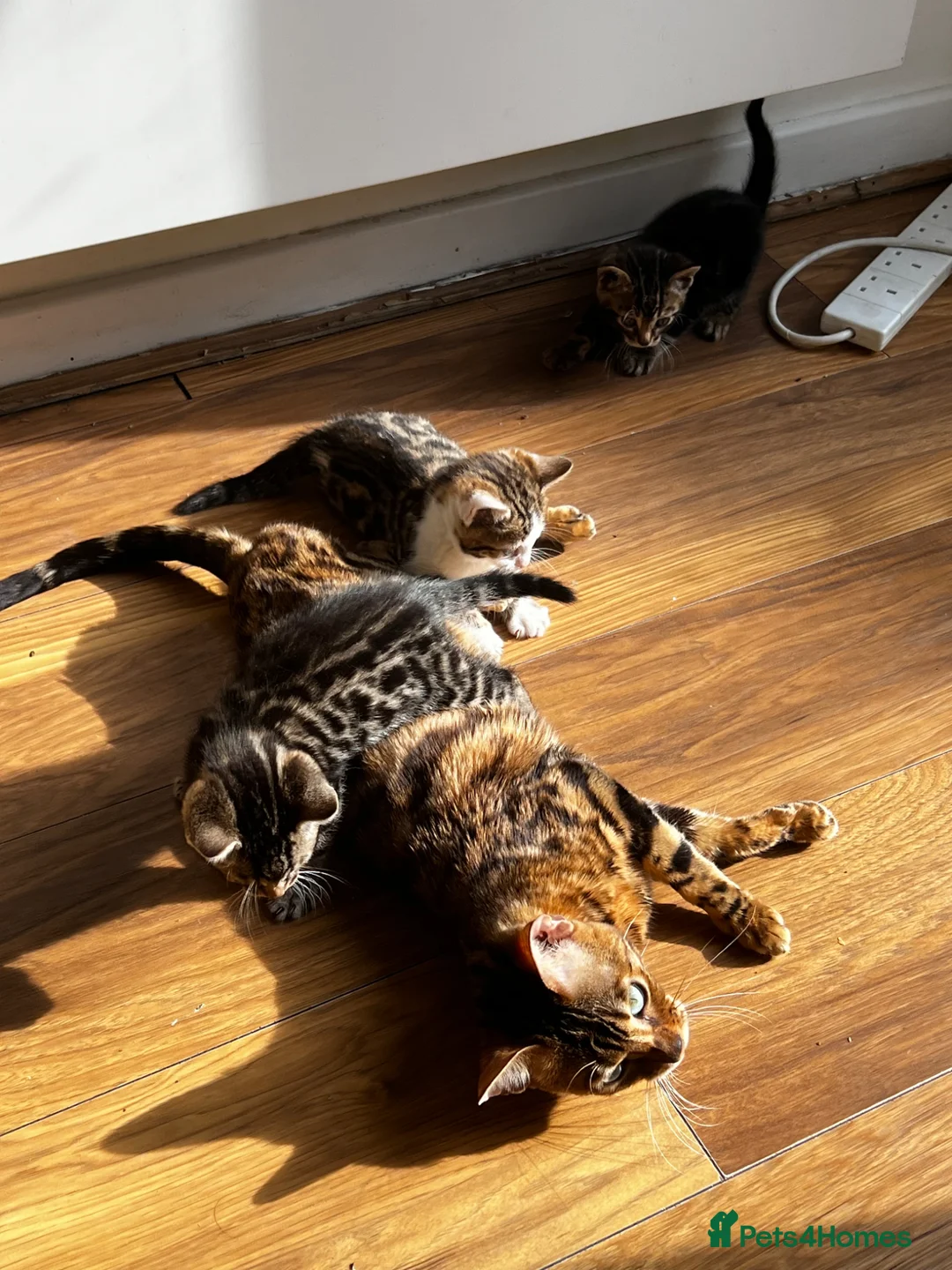 Bengal cats for sale: MIXED BENGAL KITTENS FOR SALE - Advert 1