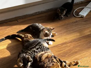 Bengal cats MIXED BENGAL KITTENS FOR SALE - Advert 11