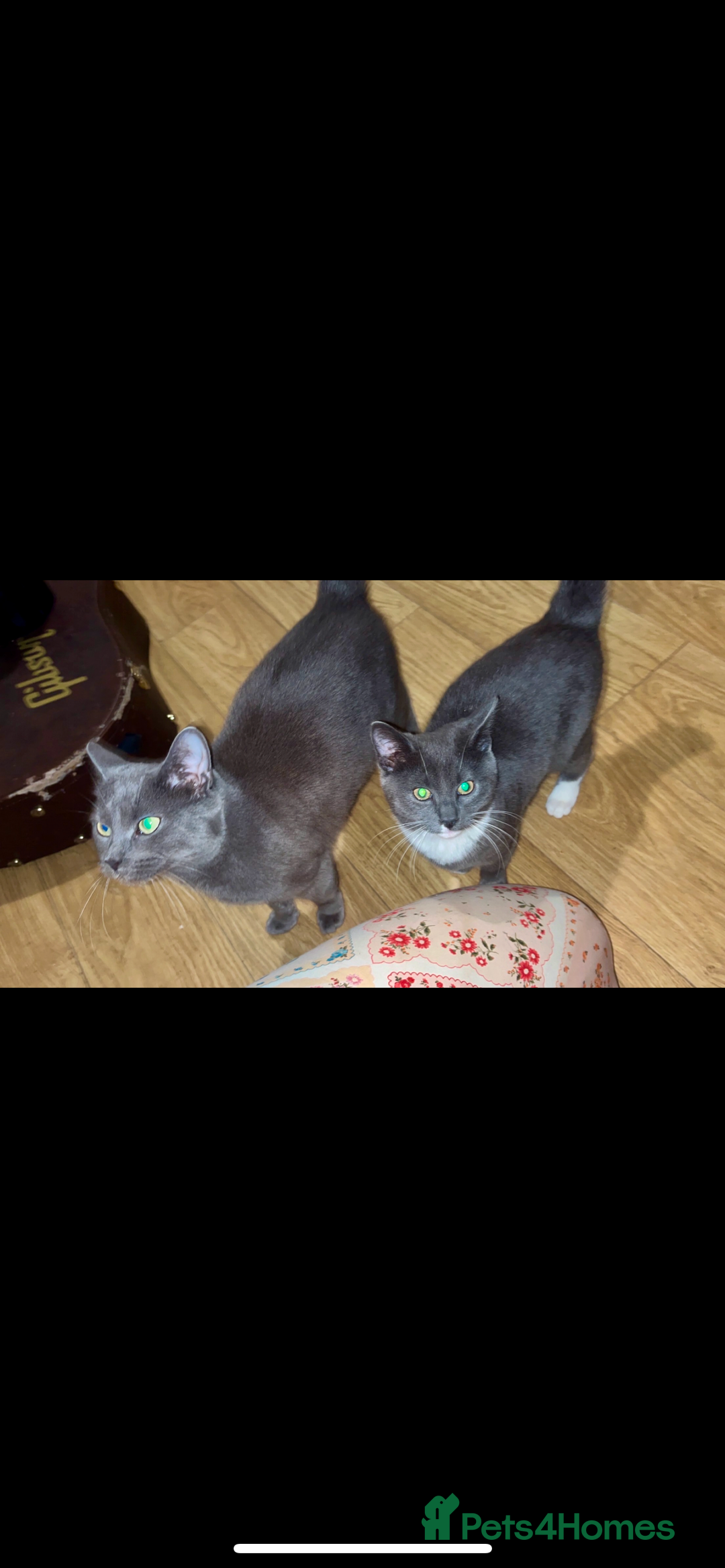 Mixed Breed cats for sale: Lovely Cat Cliff Needs Rehoming - Advert 5