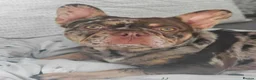 French Bulldog dogs for stud: For stud! Ferrari Jay!! EXOTIC DNA AND CARRIER  - Advert 16