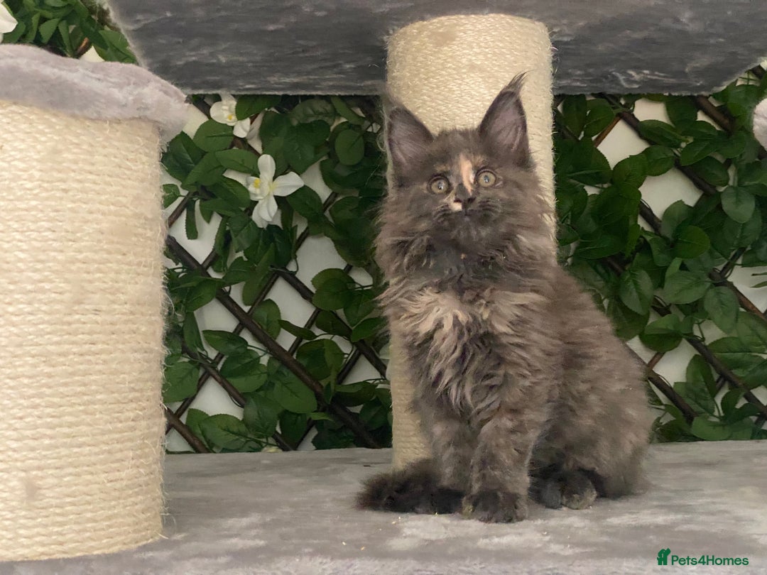 Maine Coon cats for sale: Tica DNA negative Maine Coon kittens  in Fordingbridge - Image 26