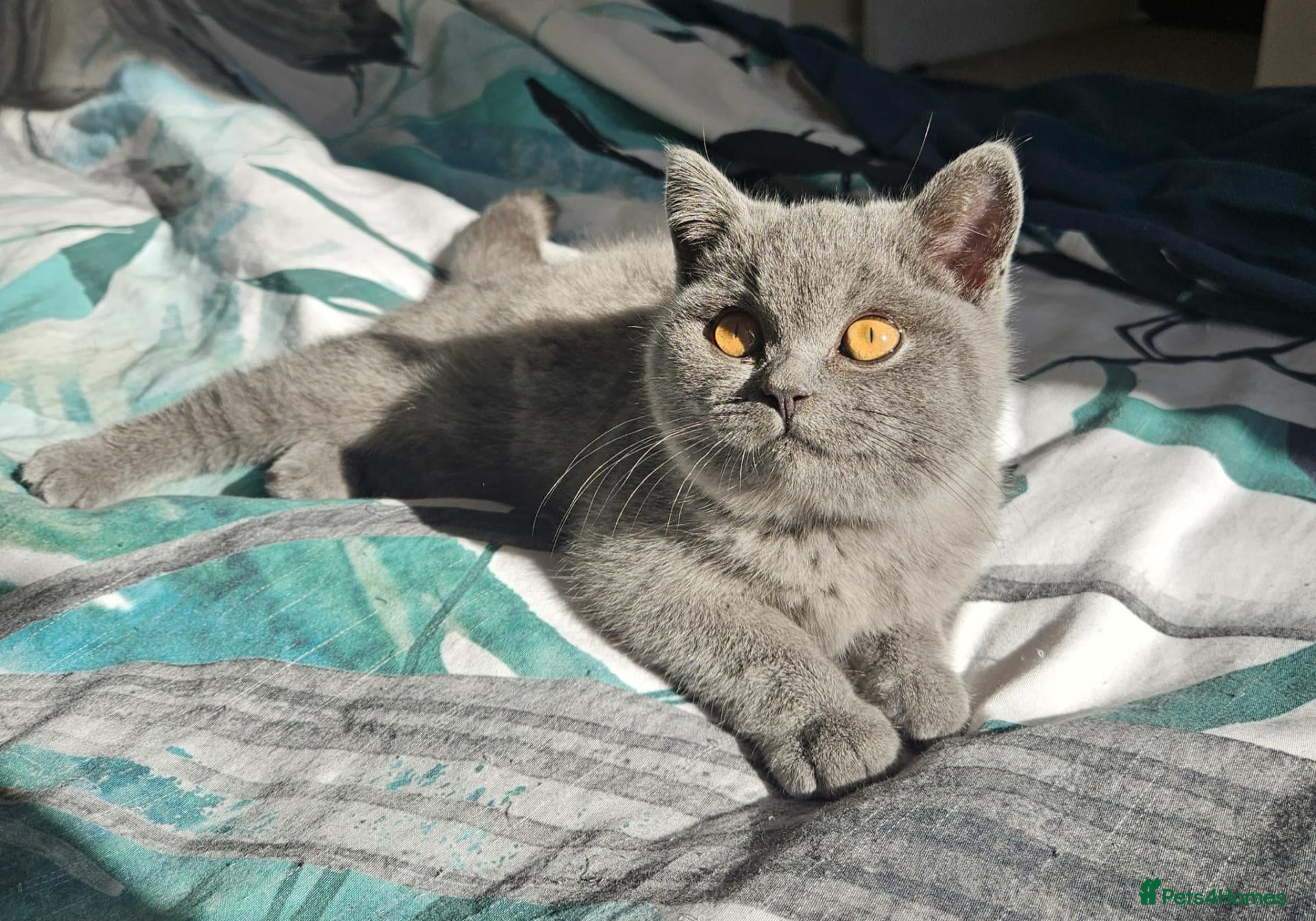 British Shorthair cats British Shorthair chunky girl - Advert 5