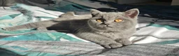 British Shorthair cats for sale: British Shorthair chunky girl - Advert 3