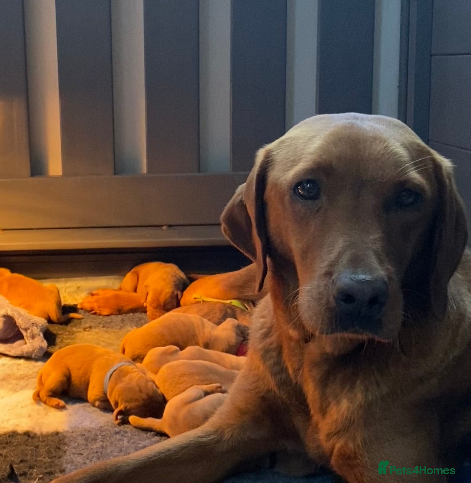 Labrador Retriever dogs QUALITY LITTER OF DARK FOX RED LABRADOR PUPPIES - Advert 5