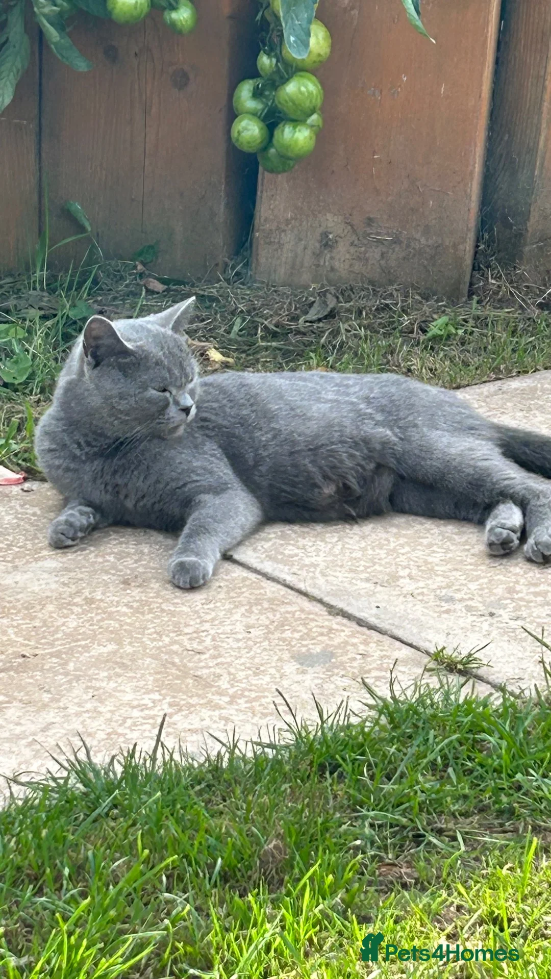 British Shorthair cats for sale: Blue British short hair  in Colchester - Advert 18