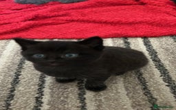 Mixed Breed cats for sale: 4 beautiful playful kittens for sale - Image 1