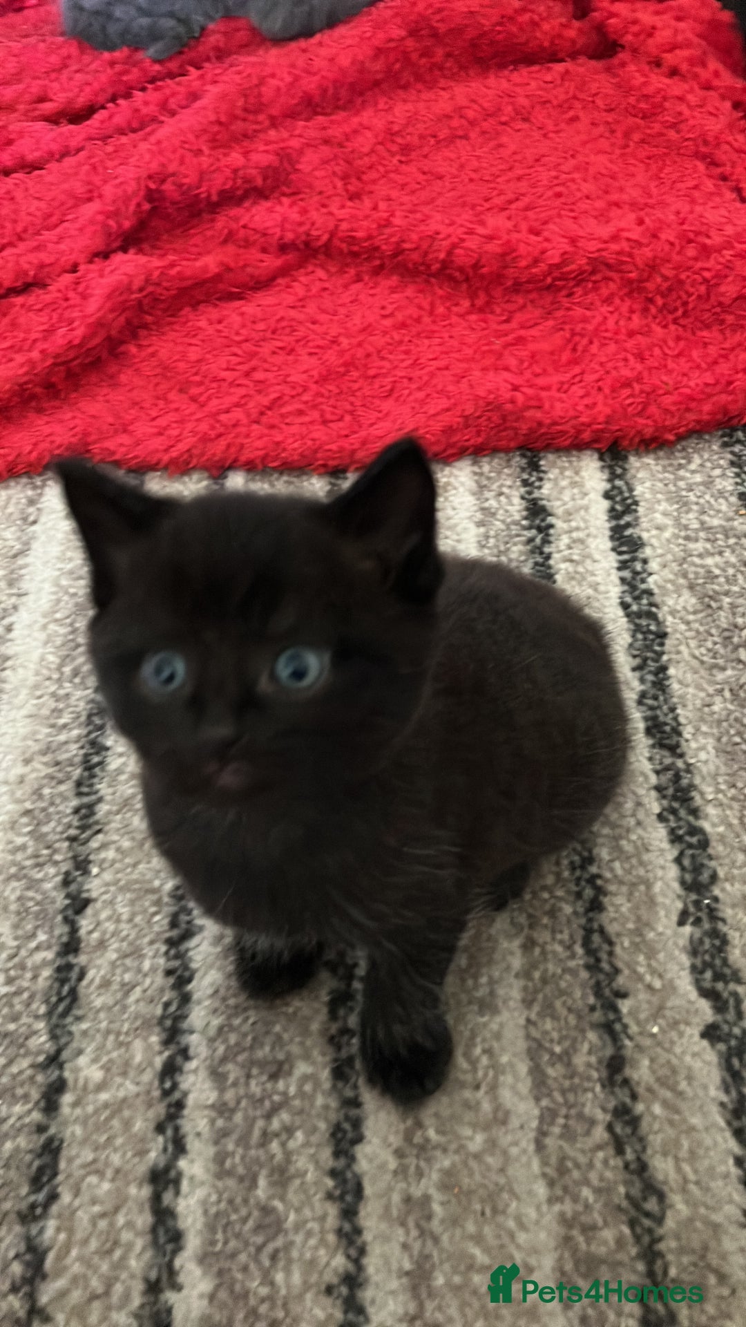 Mixed Breed cats for sale: 4 beautiful playful kittens for sale - Image 1