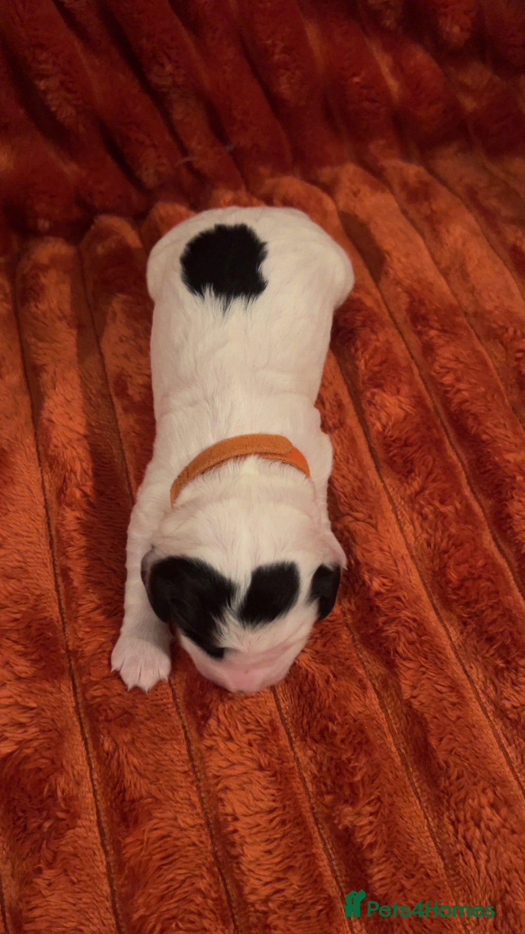 Cocker Spaniel dogs for sale: 4 Cocker spaniel puppy’s  - Advert 13