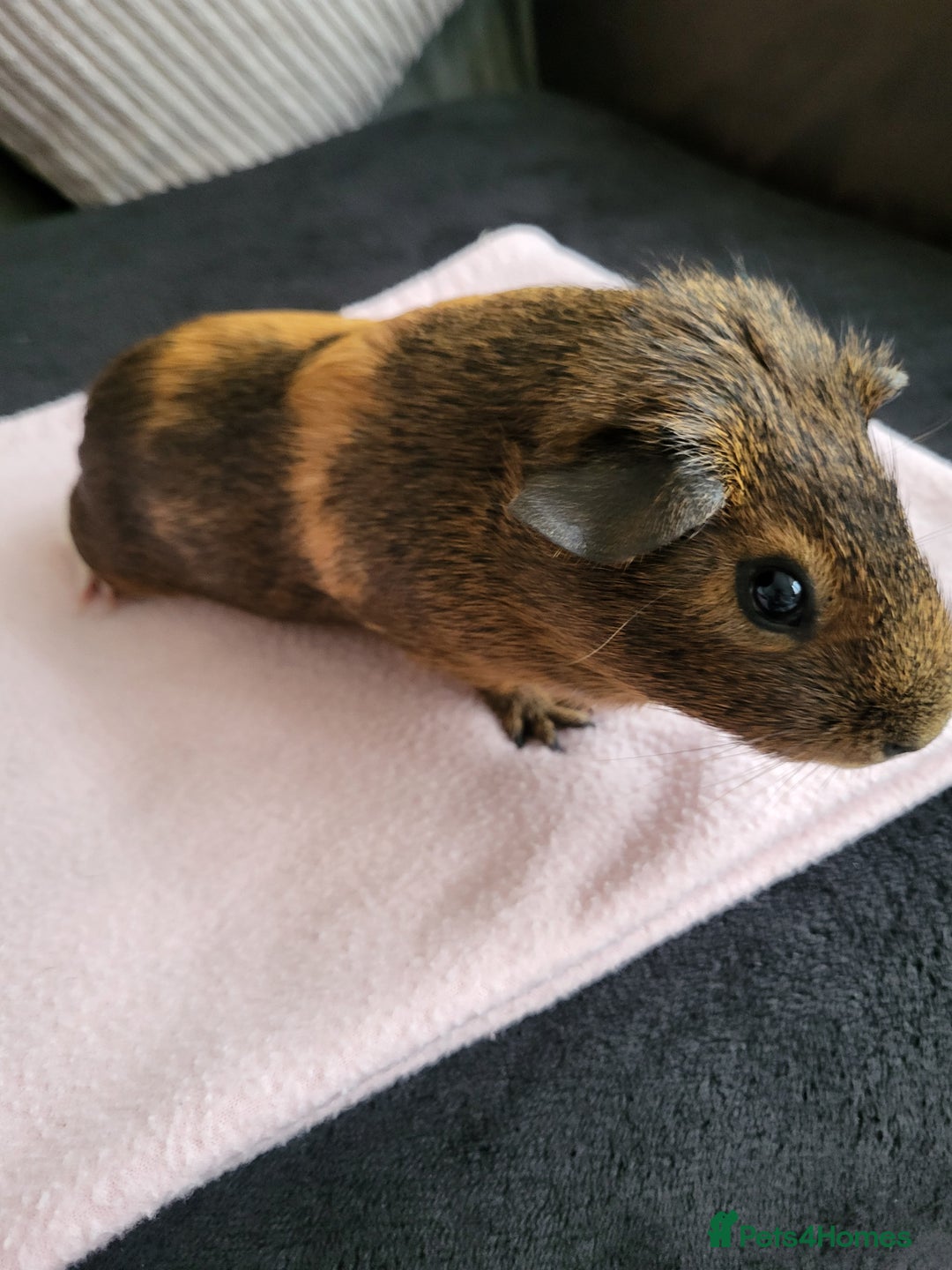 Guinea Pig rodents for sale: Baby girls guinea pigs  - Image 9