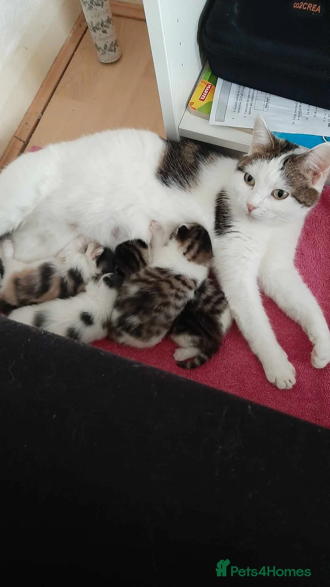 Mixed Breed cats for sale: Kittens for sale - Advert 2