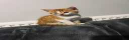 Mixed Breed cats for sale: Beatiful 2 male kittens for sale  in Liverpool - Advert 4