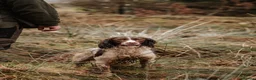 English Springer Spaniel dogs for stud: EXCEPTIONAL KC Reg springer spaniel stud in Accrington - Advert 3