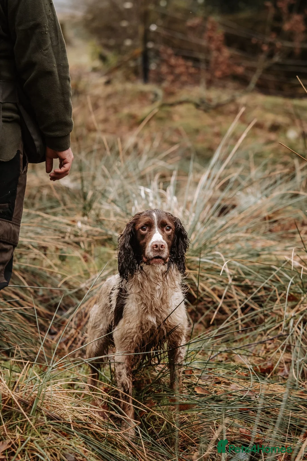 English Springer Spaniel dogs for stud: EXCEPTIONAL KC Reg springer spaniel stud in Accrington - Advert 3