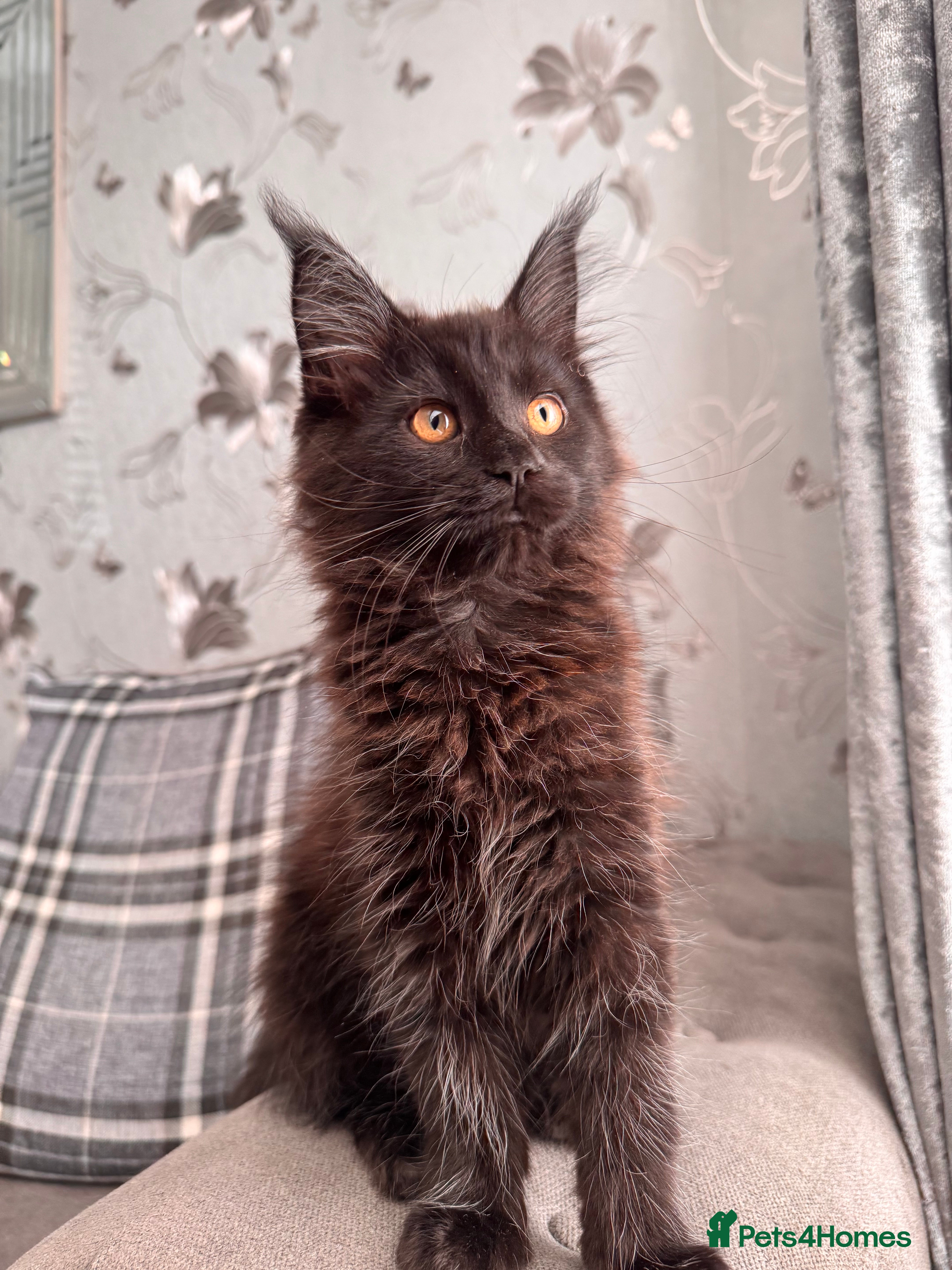 Maine Coon cats STUNNING TICA REG HEALTH TESTED PEDIGREE KITTENS  - Advert 2