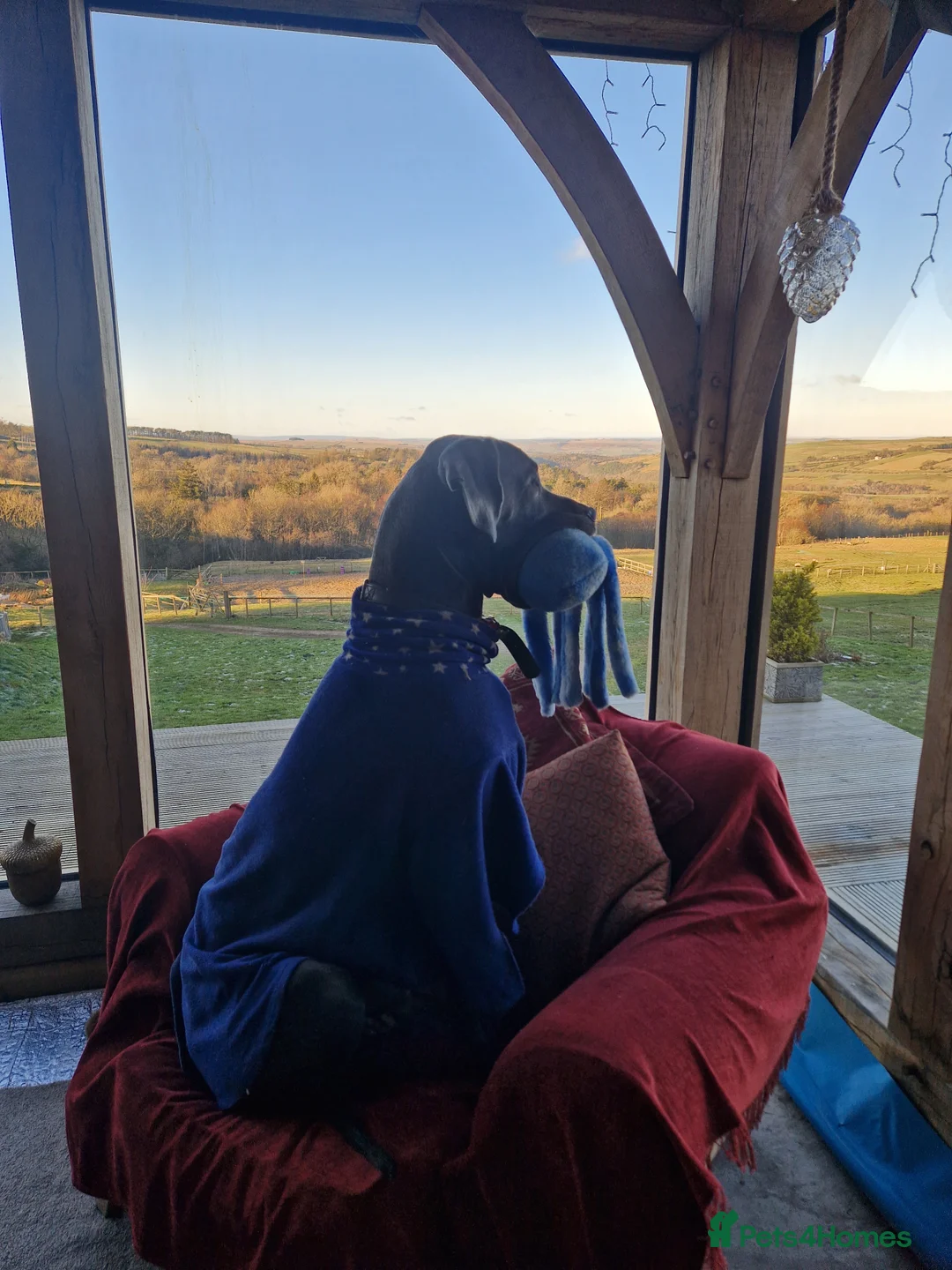 Great Dane dogs for stud: Blue Great Dane for Stud  in Hexham - Advert 9