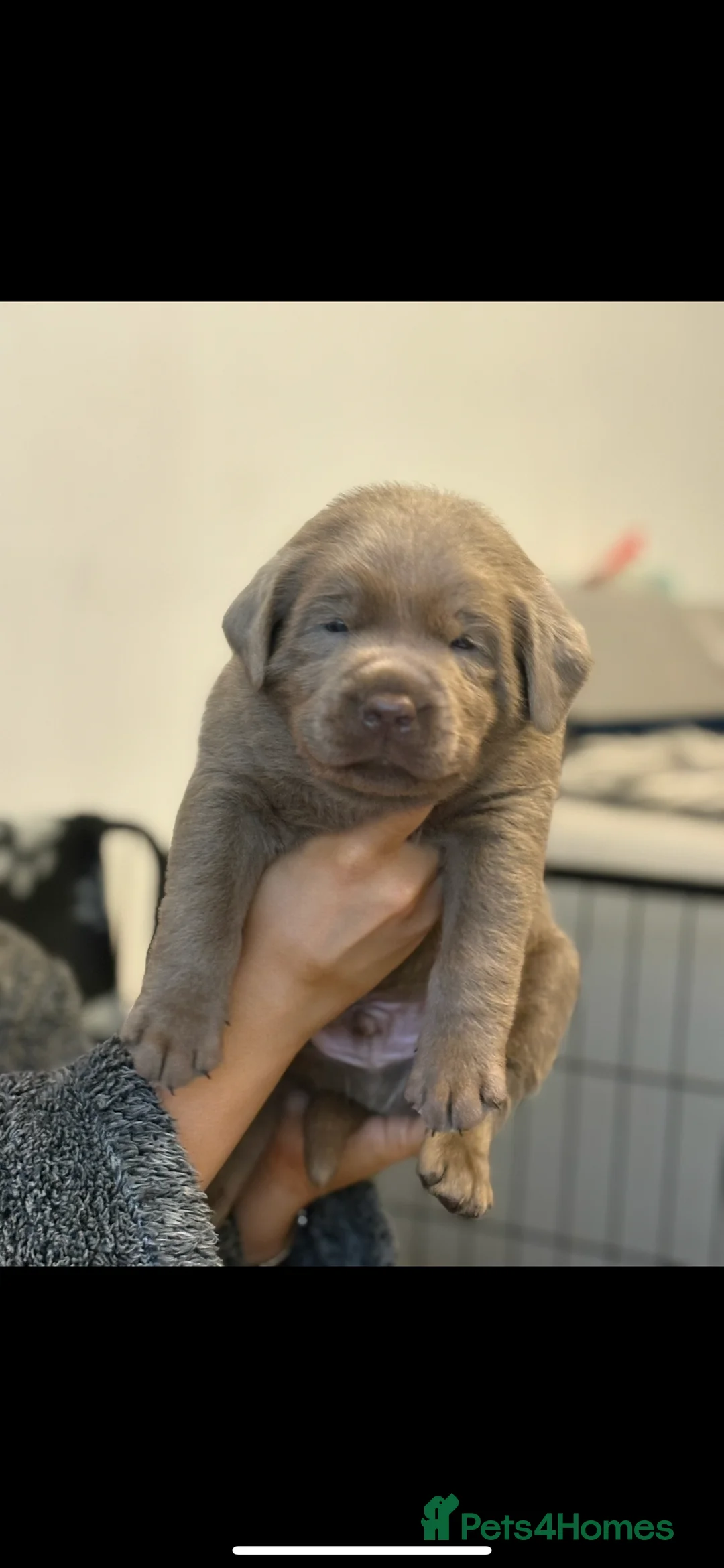 Labrador Retriever dogs for sale: KC silver Labrador (last girl remaining) orange  - Advert 13
