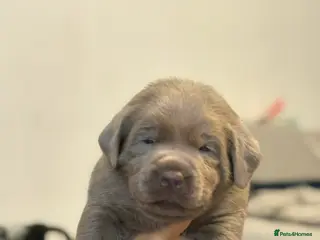 Labrador Retriever dogs KC REG top quality chunky silver Labrador puppies - Advert 13