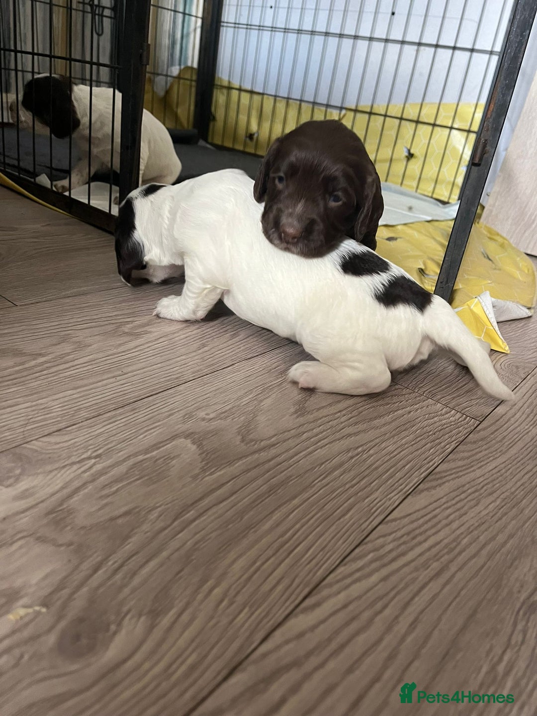 Sprocker dogs for sale: Beautiful Sprocker puppies  - Image 2