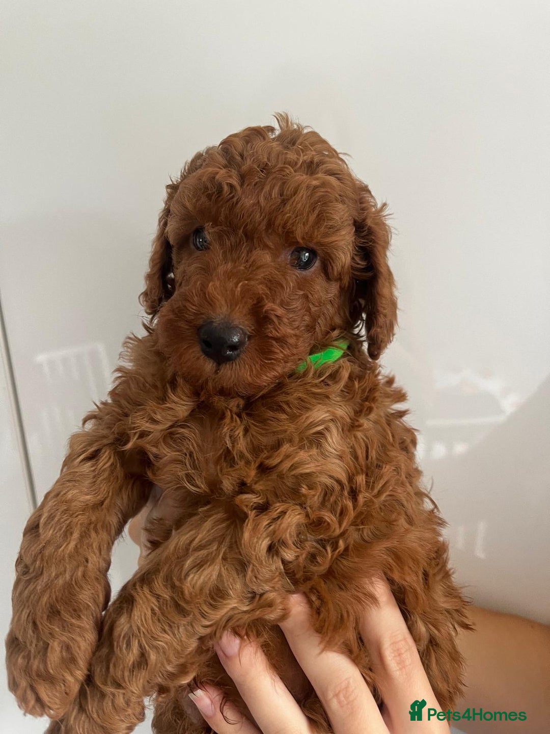Miniature Poodle dogs for stud: Dark Red Miniature Poodle Stud Package Available in Southampton - Image 37