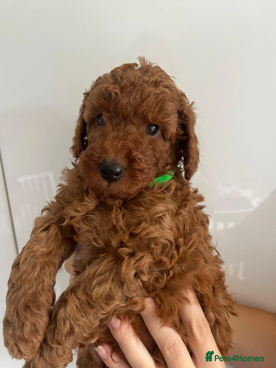 Miniature Poodle dogs for stud: Dark Red Miniature Poodle Stud Package Available in Southampton - Advert 37