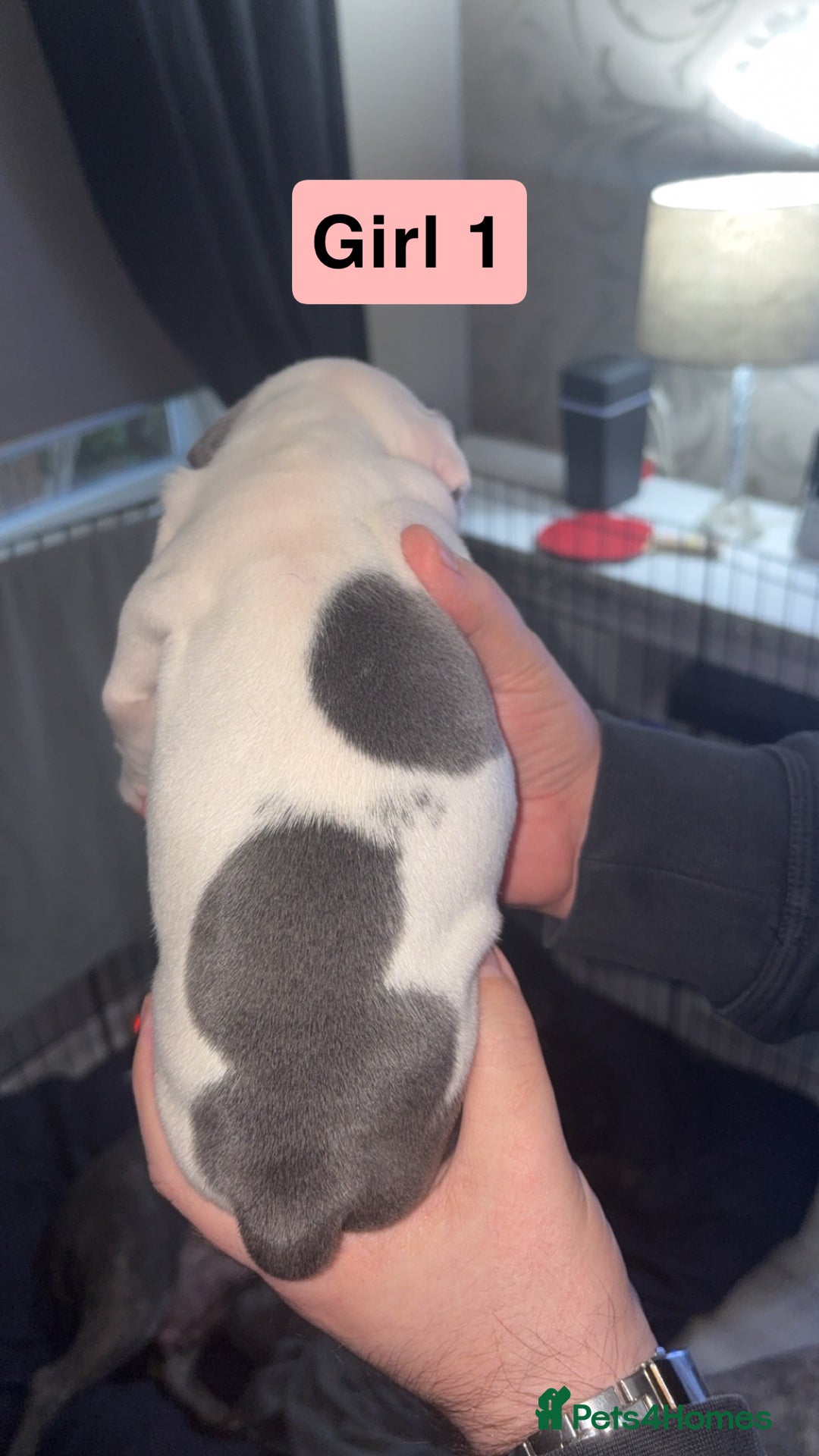 Staffordshire Bull Terrier dogs for sale: Staffy pups for sale  - Advert 3