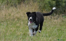 Mixed Breed dogs for sale: Kelpie x Collie puppies for sale!  - Image 3