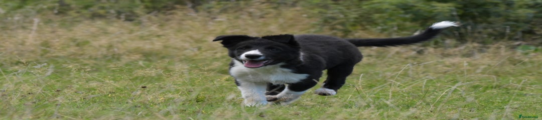 Mixed Breed Puppy 1